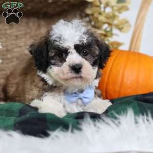 Flops, Teddy Bear Puppy